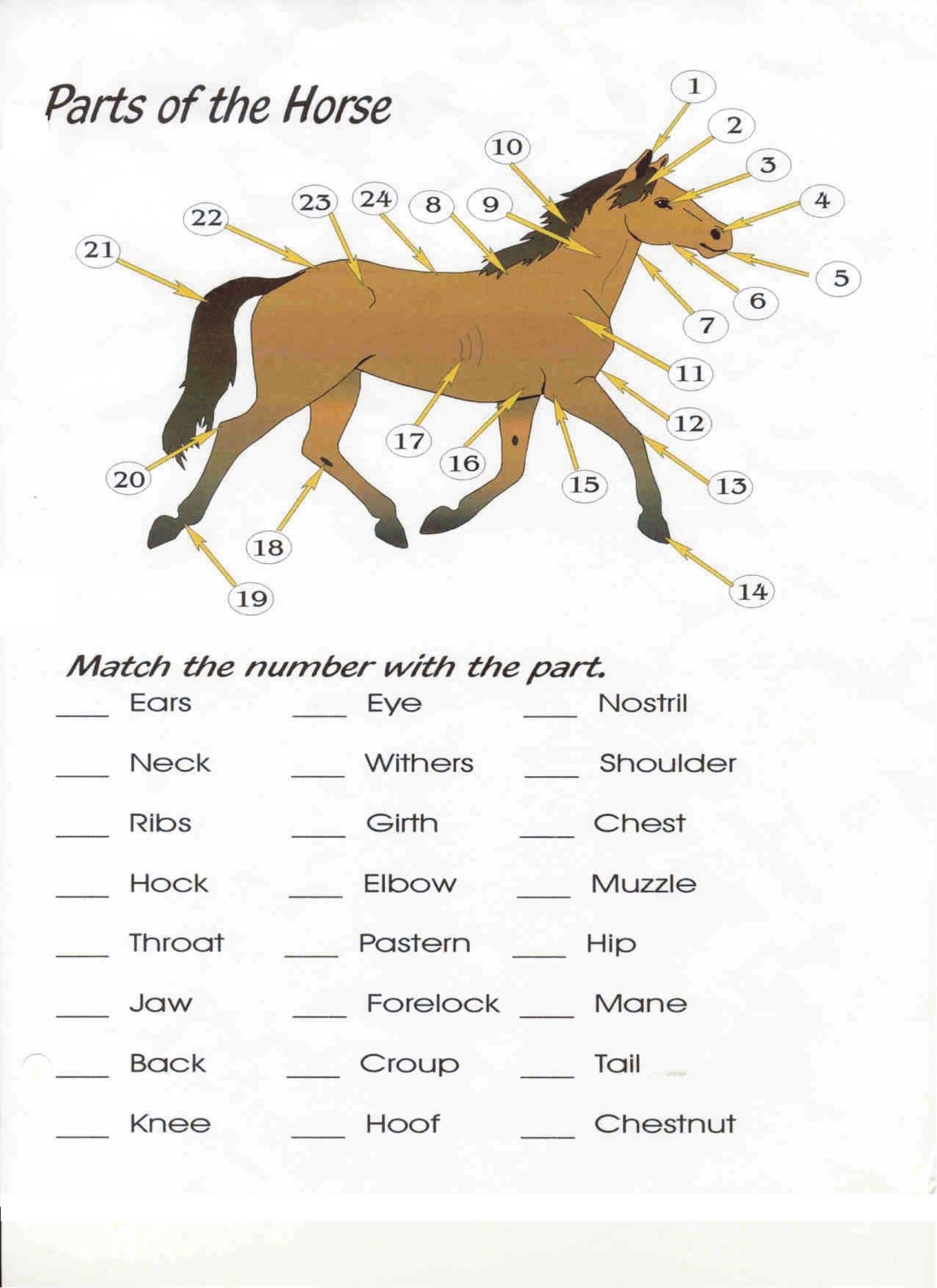 Mane Stream — Field Trips Pertaining To Parts Of The Horse Worksheet